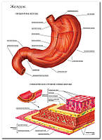 Желудок - плакат
