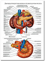 Двенадцатиперстная кишка и поджелудочная железа - плакат