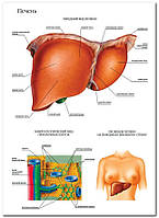 Печень - плакат