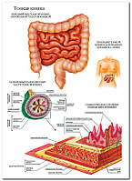 Тонкая кишка - плакат