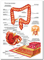 Толстая кишка - плакат