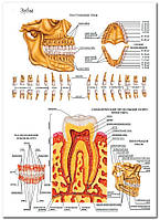 Зубы - плакат