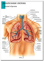 Легкие и бронхи - плакат