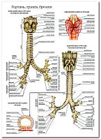 Гортань, Трахея, Бронхи - плакат