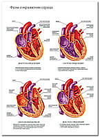 Фазы сокращения сердца - плакат