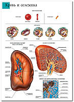 Кровь и селезенка - плакат