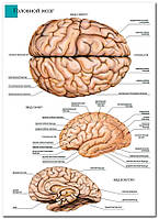 Головной мозг - плакат