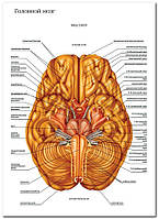 Головной мозг - плакат