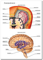 Головной мозг - плакат