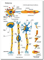 Нейроны - плакат