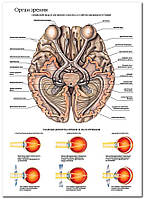 Орган зрения - плакат