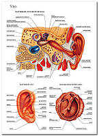 Ухо - плакат