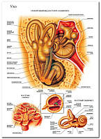 Ухо - плакат