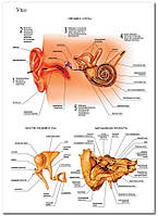 Ухо - плакат