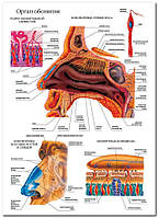Орган обоняния - плакат