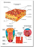 Орган вкуса - плакат