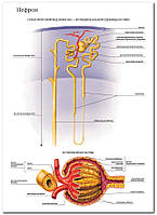 Нефрон - плакат