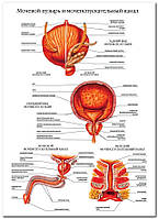Мочевой пузырь и мочеиспускательный канал - плакат