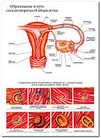 Образование и путь оплодотворенной клетки - плакат