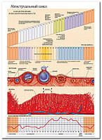 Ментструальный цикл - плакат