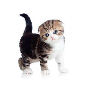 Royal canin корм для котят