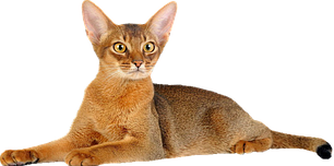 Royal Canin для отдельных пород кошек.