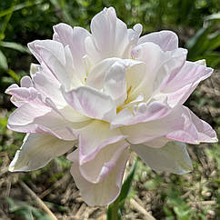 Тюльпан білий махровий Німфея (Nymphaeum), цибулина з квіткою