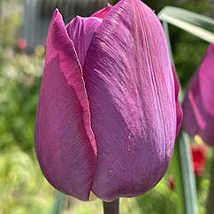 Тюльпан фіолетовий пізній цибулина