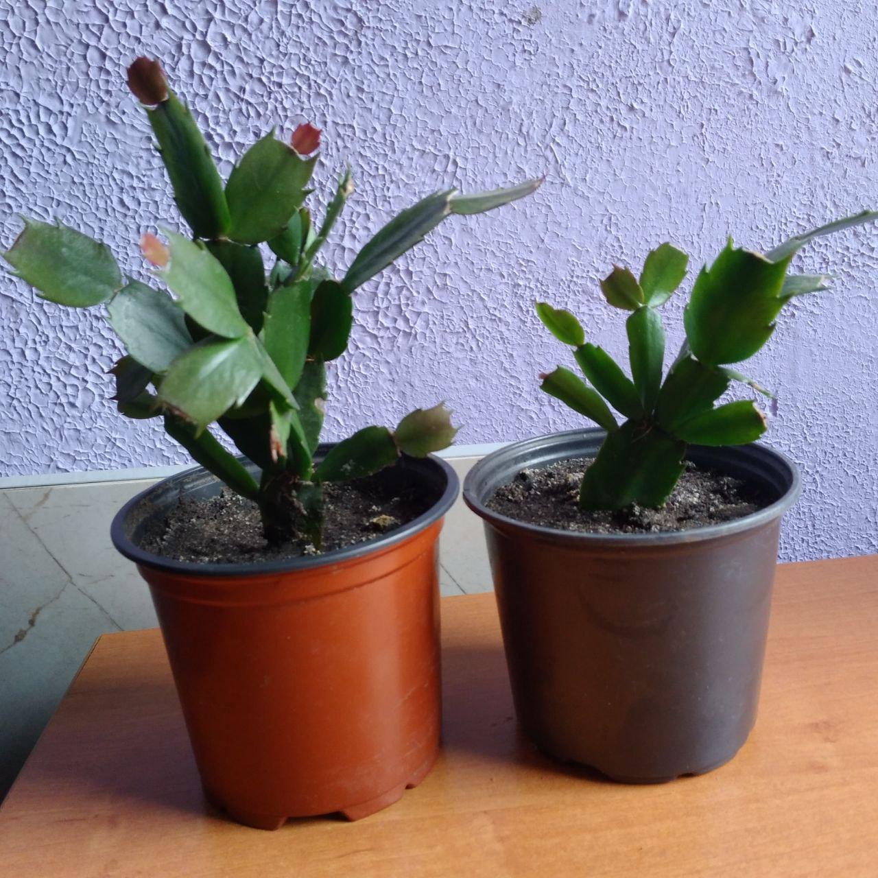Саджанці декабриста, Шлюмбергера Букле (Schlumbergera bucklei)