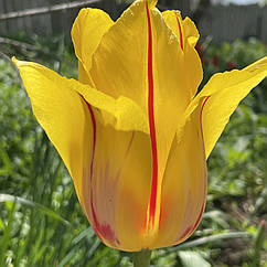 Тюльпан жовтий з червоною смугою Hocus Pocus (Фокус Покус), цибулина