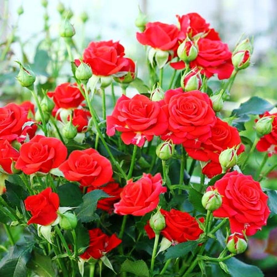 Саджанці спрей троянди Ред Мікадо (Red Mikado)