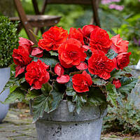 Бегонія махрова Червона F1 10 шт, Яскрава