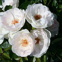 Саджанці паркової троянди Домінік Луазо (Rose Dominique Loiseau)