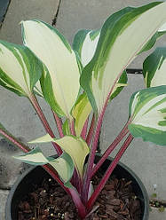 Hosta 'Miss Christa (Jan van den Top) ( саджанці)