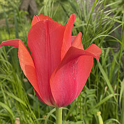 Тюльпан гігантський червоний Temple of Beauty, цибулина з квіткою