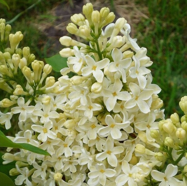 Саджанці бузку "Прімроуз" (щеплений)