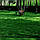 Суміш газонних трав Тіньова (SHADOW/PARK), 1кг, фото 2