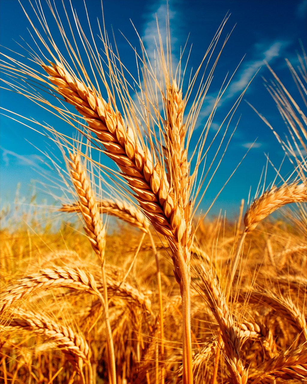 Алмазна мозаїка SANTI Колос 40*50см на підрамнику 954329, фото 1