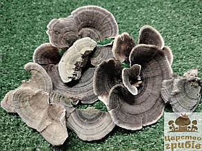 Сухий цілий Траметес різнобарвний (Trametes versicolor) або Коріолус різнобарвний (Coriolus Versicol), 100 гр