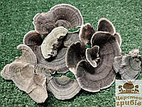 Сухой молотый Траметес разноцветный(Trametes versicolor) или Кориолус разноцветный (Coriolus Versicol)