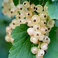 Аромамасло: White currant / Белая смородина, 10 г