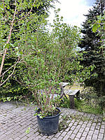 Калина обыкновенная (Viburnum opulus) "Roseum" /Бульденеж/ H 250 см+/ком+контейнер