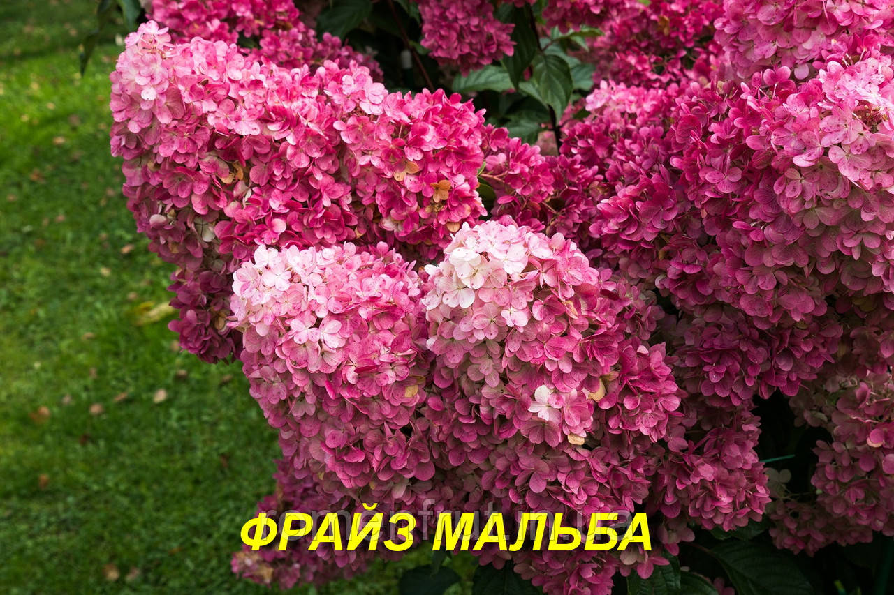 Гортензія волотиста "Фрайз Мельба" (ЗКС)