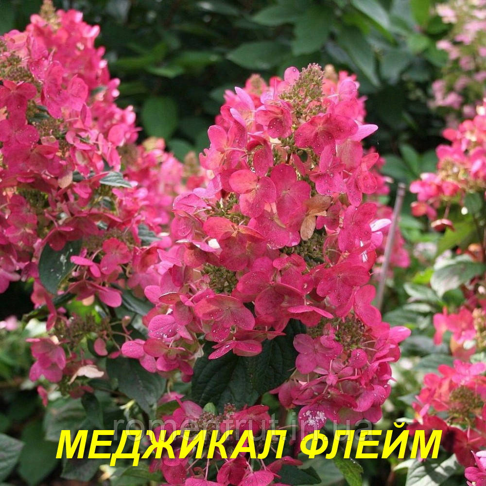 Гортензія волотиста "Меджикал Флейм" (ЗКС)