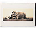 Книга Gregory Colbert. Ashes and Snow, фото 5