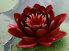 Німфея Блек Принцес 