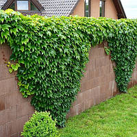 Виноград Вічі, прищеплений (3 роки С2)