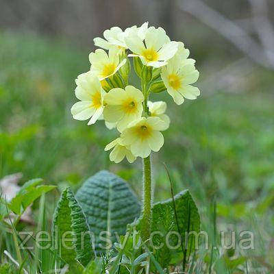 Первоцвіт, або примула (Primula)  жовта