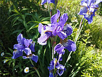 Ирис сибирский (Iris sibirica), 3 корневища в контейнере