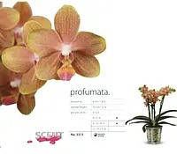 Phal. FRAGRANT_Profumata© ароматна 1.7 (торфстакан) PARFUM невеликі сухі плями на листах